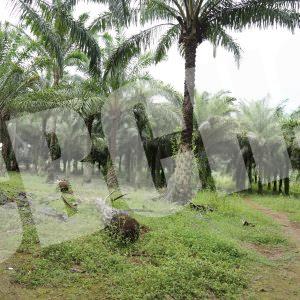 The Plantation in Nyamboya