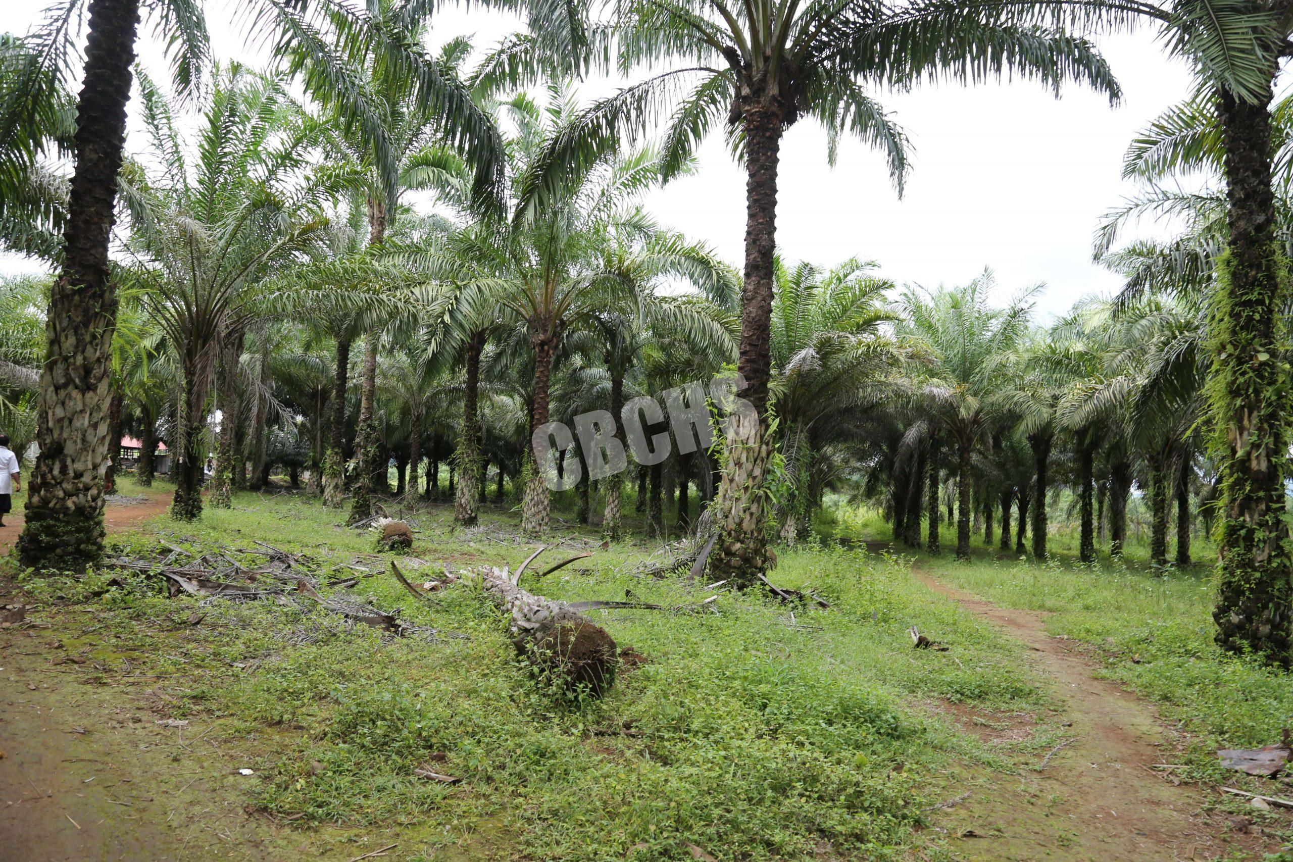 The Plantation in Nyamboya